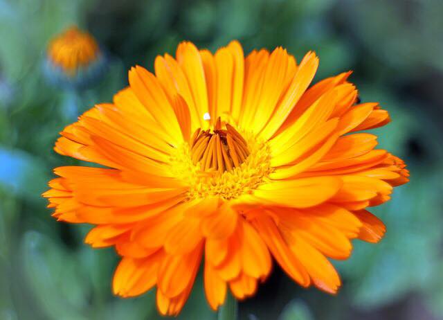 Benefits of Calendula | ONTARIO COLLEGE OF HOMEOPATHIC MEDICINE