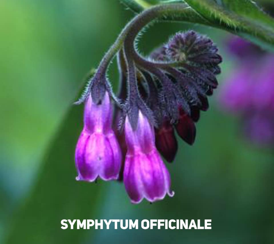 symphytum officinale skin safety