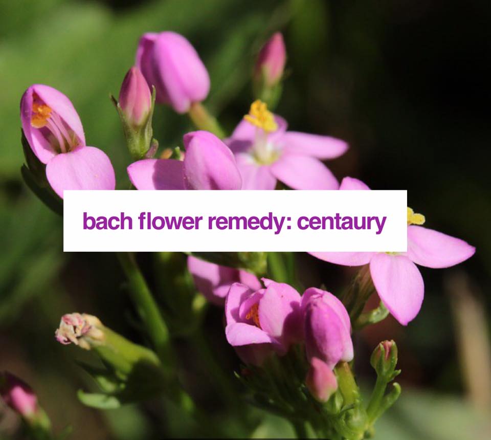 Bach Flower Remedy