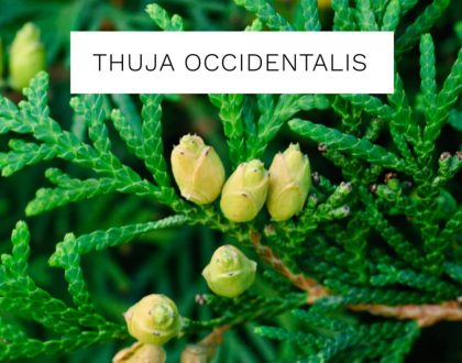 Thuja Occidentalis – Remedy Spotlight