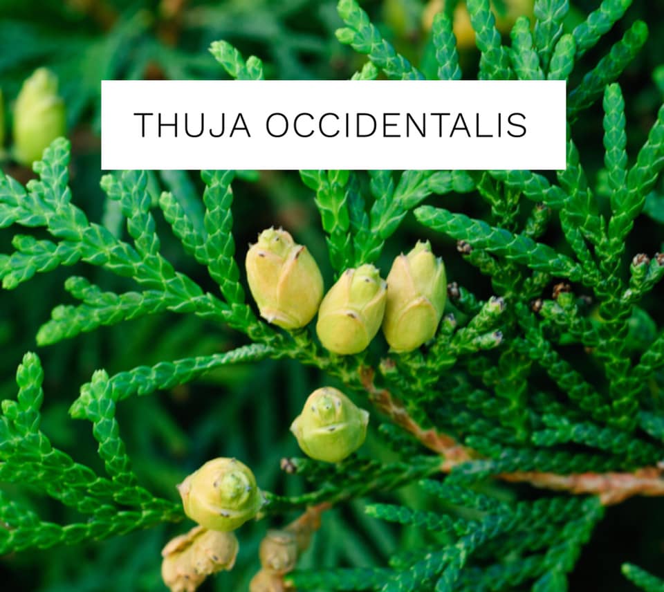 Thuja Occidentalis - Remedy Spotlight