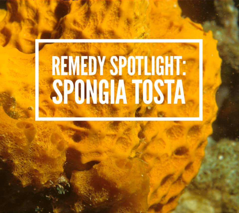 Remedy: Spongia tosta