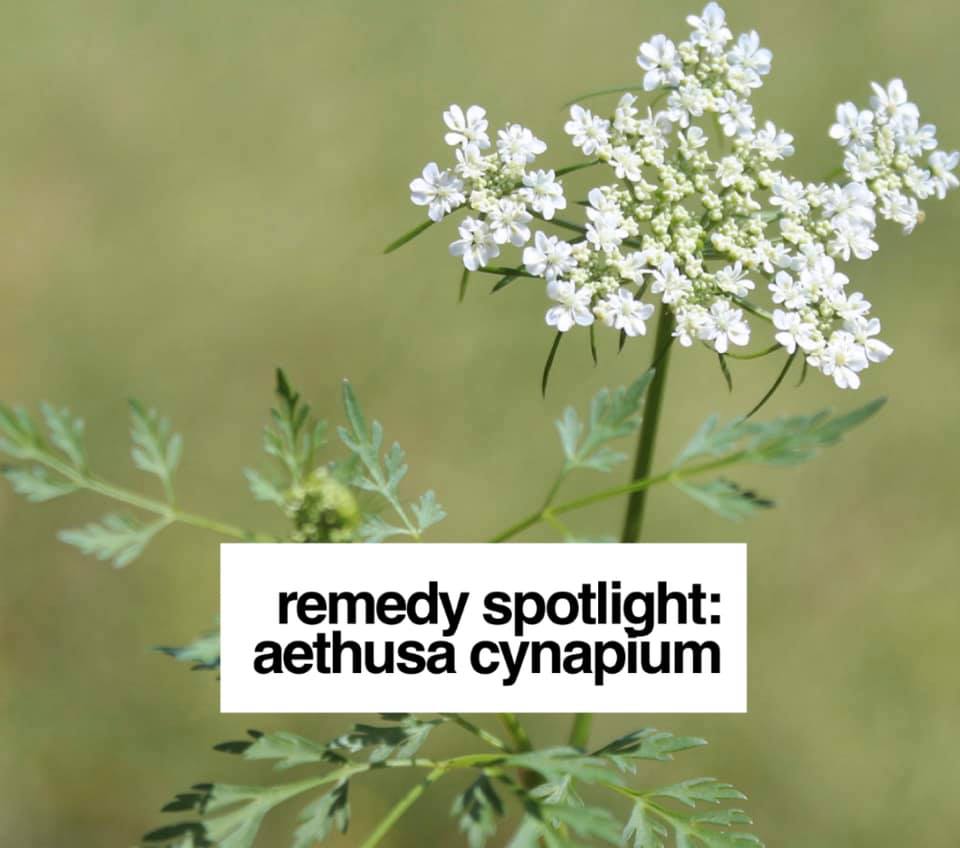 Remedy: Aethusa cynapium