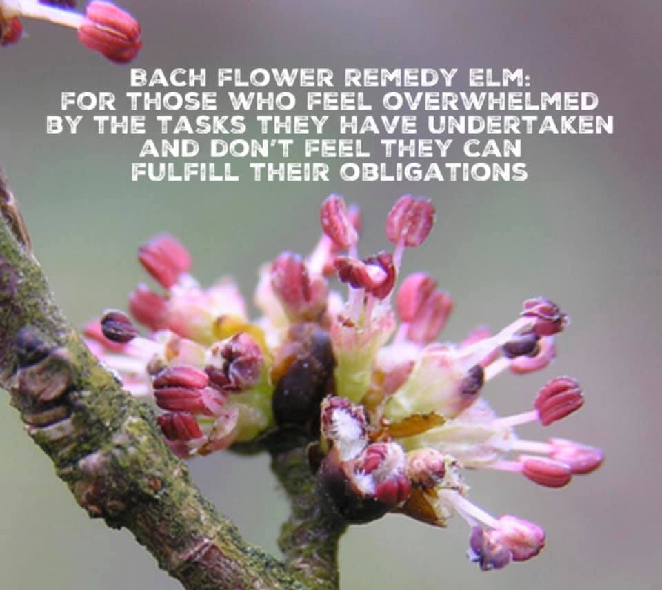 Bach Flower Remedy