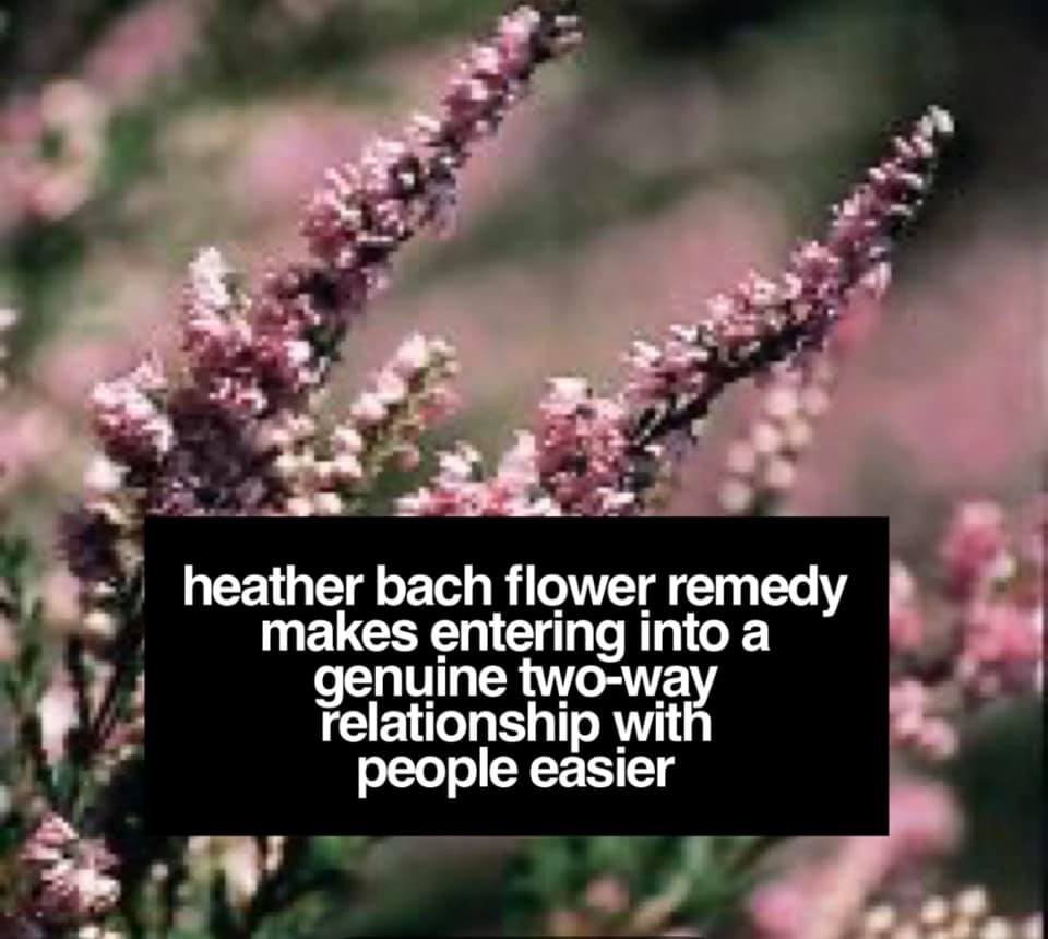 Heather Bach Flower Remedy