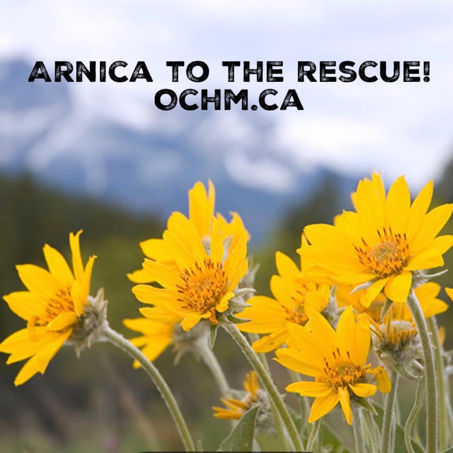 Arnica - The Most Popular Homeopathic Remedy