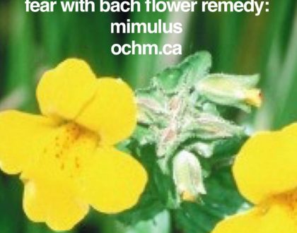 Bach Flower Remedy: Mimulus