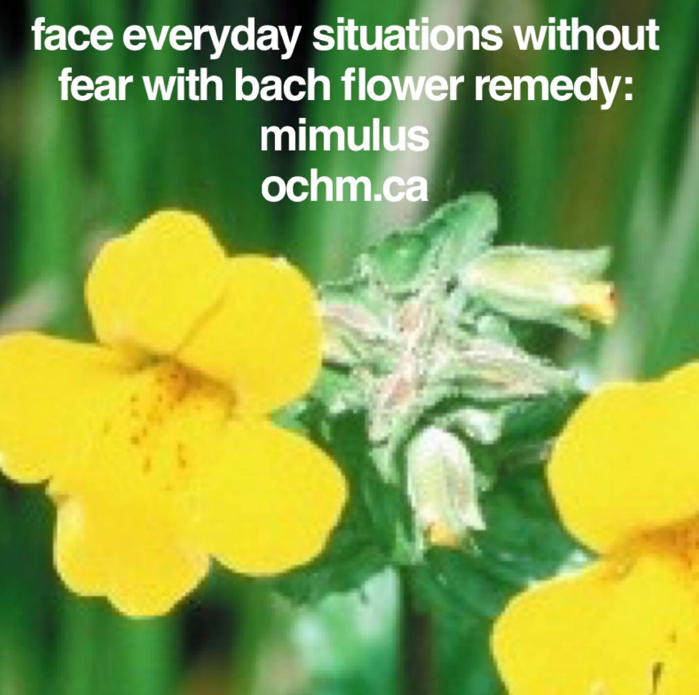 Bach Flower Remedy:  Mimulus